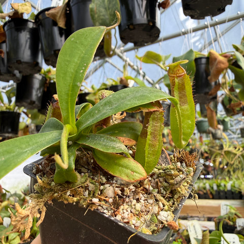 close up of nepenthes pitchers 