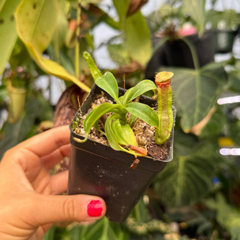 hand holds potted nepenthes with red and green pitchers 