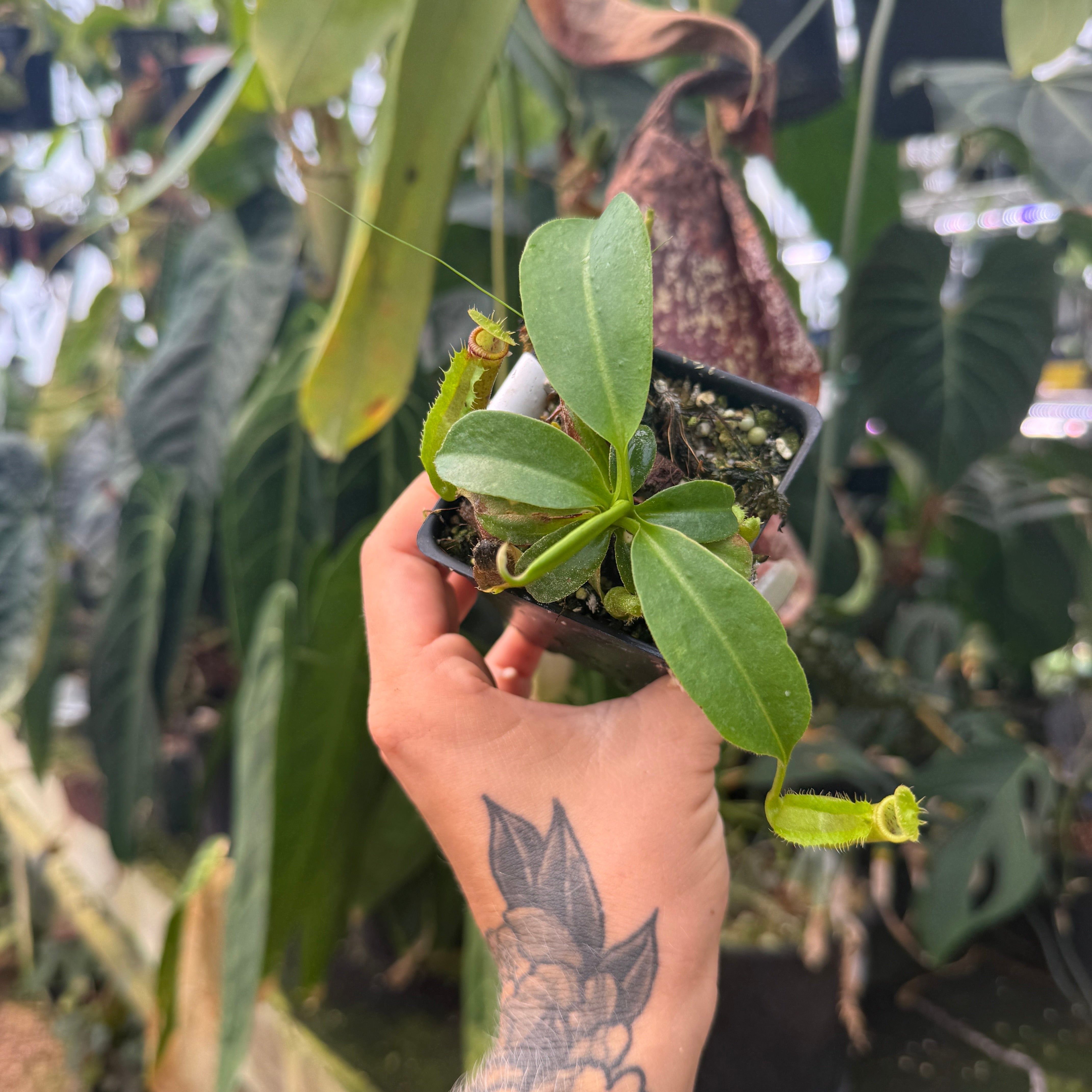 Nepenthes singalana Belirang x truncata (d)-tall, CAR-1263 – Carnivero