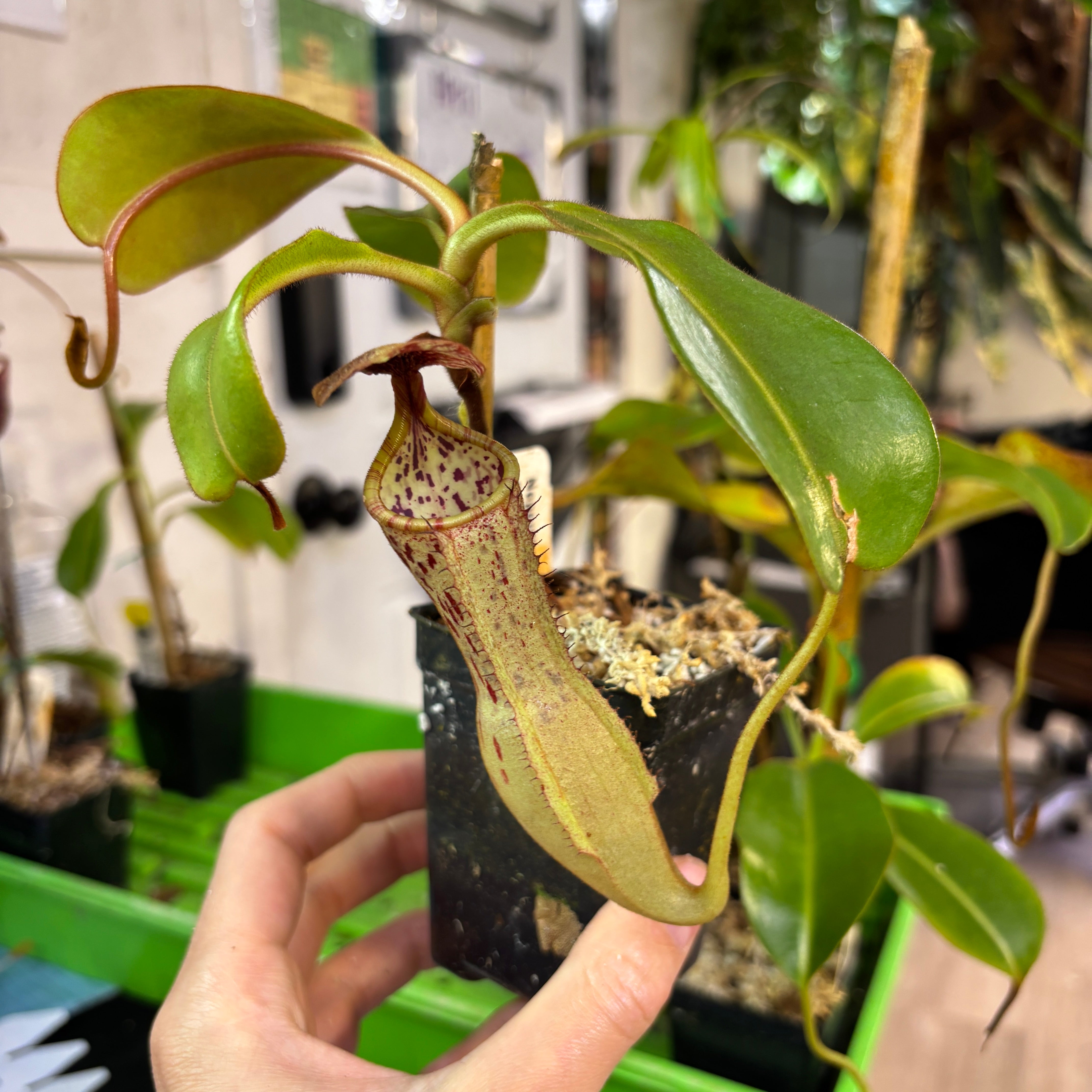 Chimiketaです。 W268] Nepenthes maxima x clipeata (L) – Carnivero