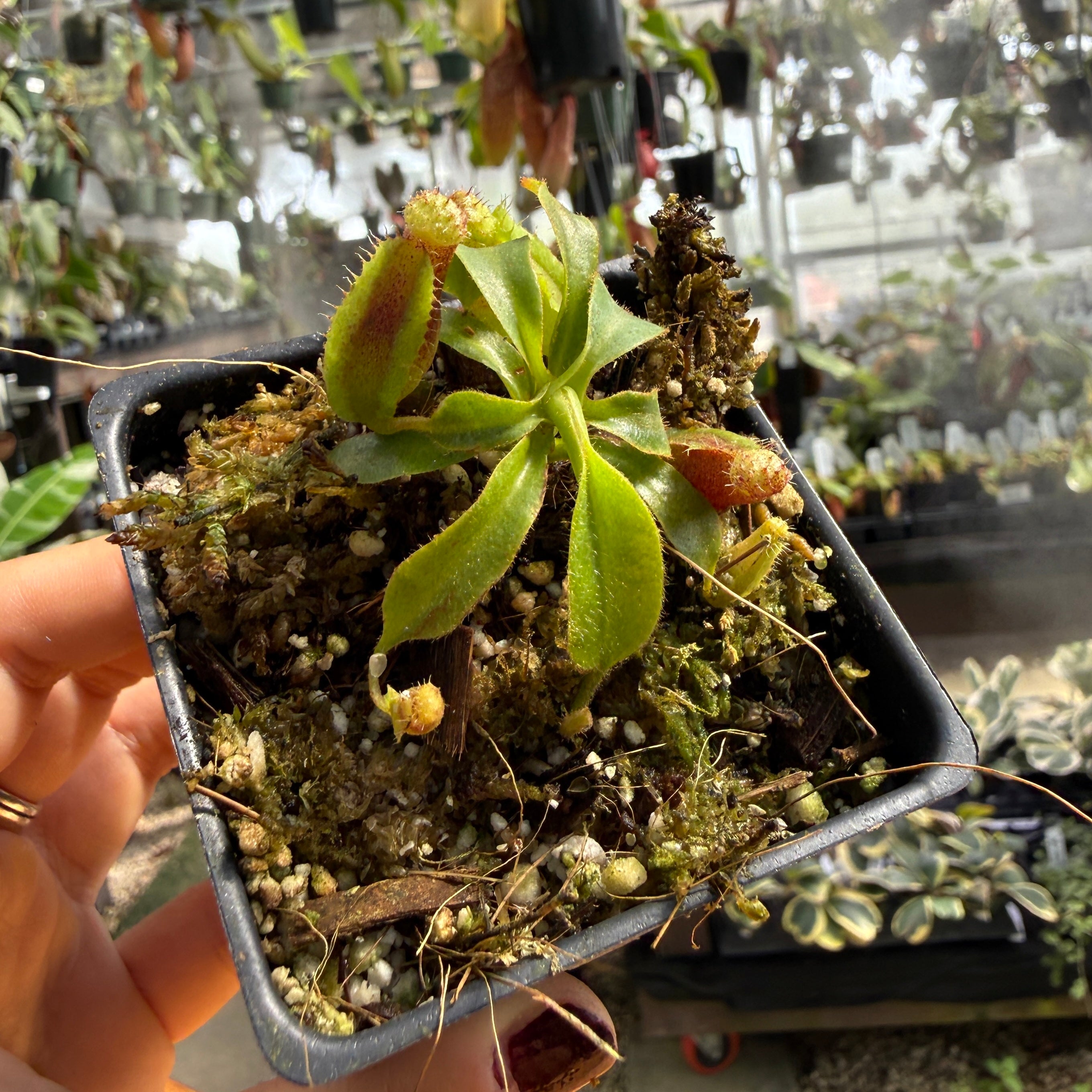 Nepenthes veitchii ('Murud' x 'Candy') x (lowii x truncata 'Giant