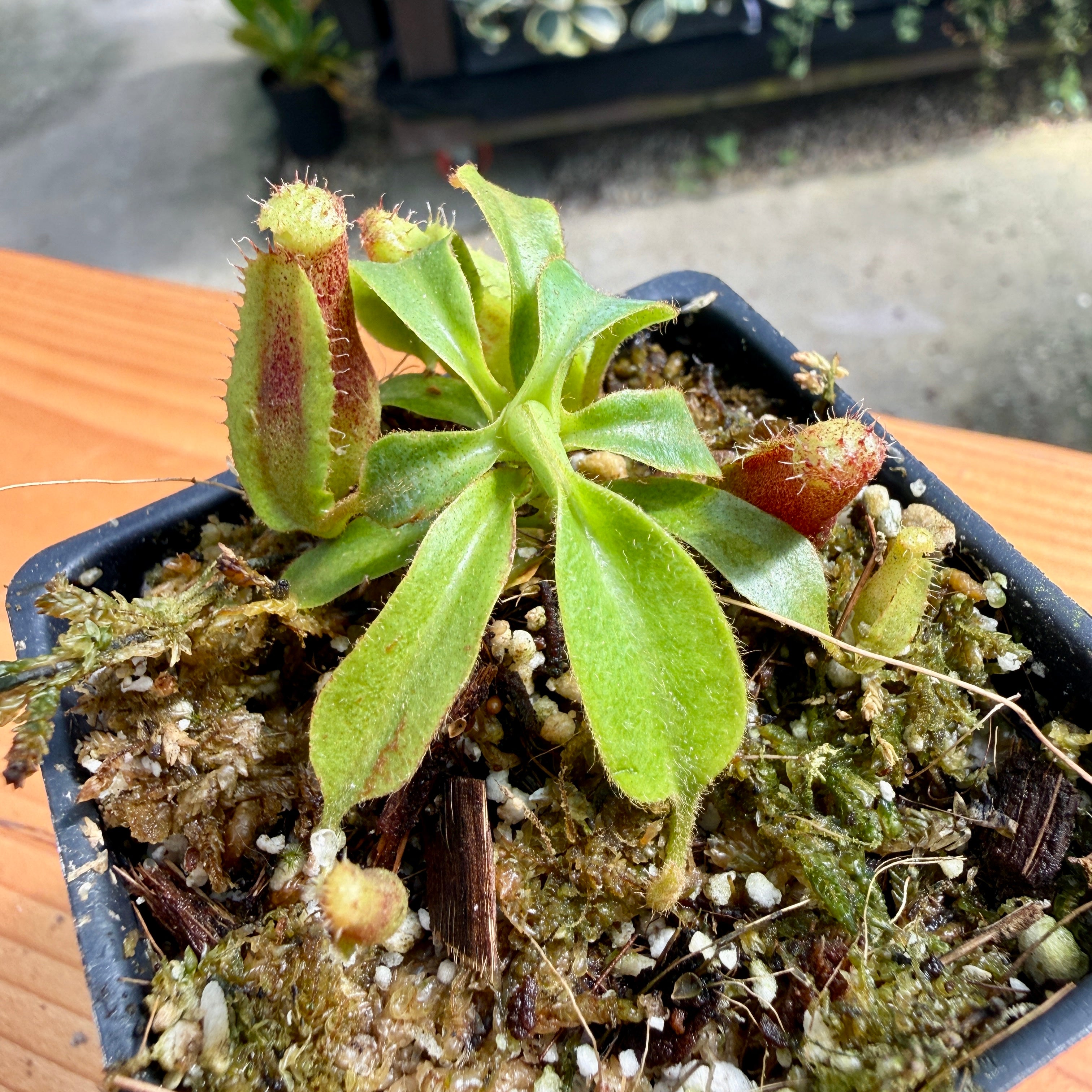 Nepenthes veitchii ('Murud' x 'Candy') x (lowii x truncata 'Giant