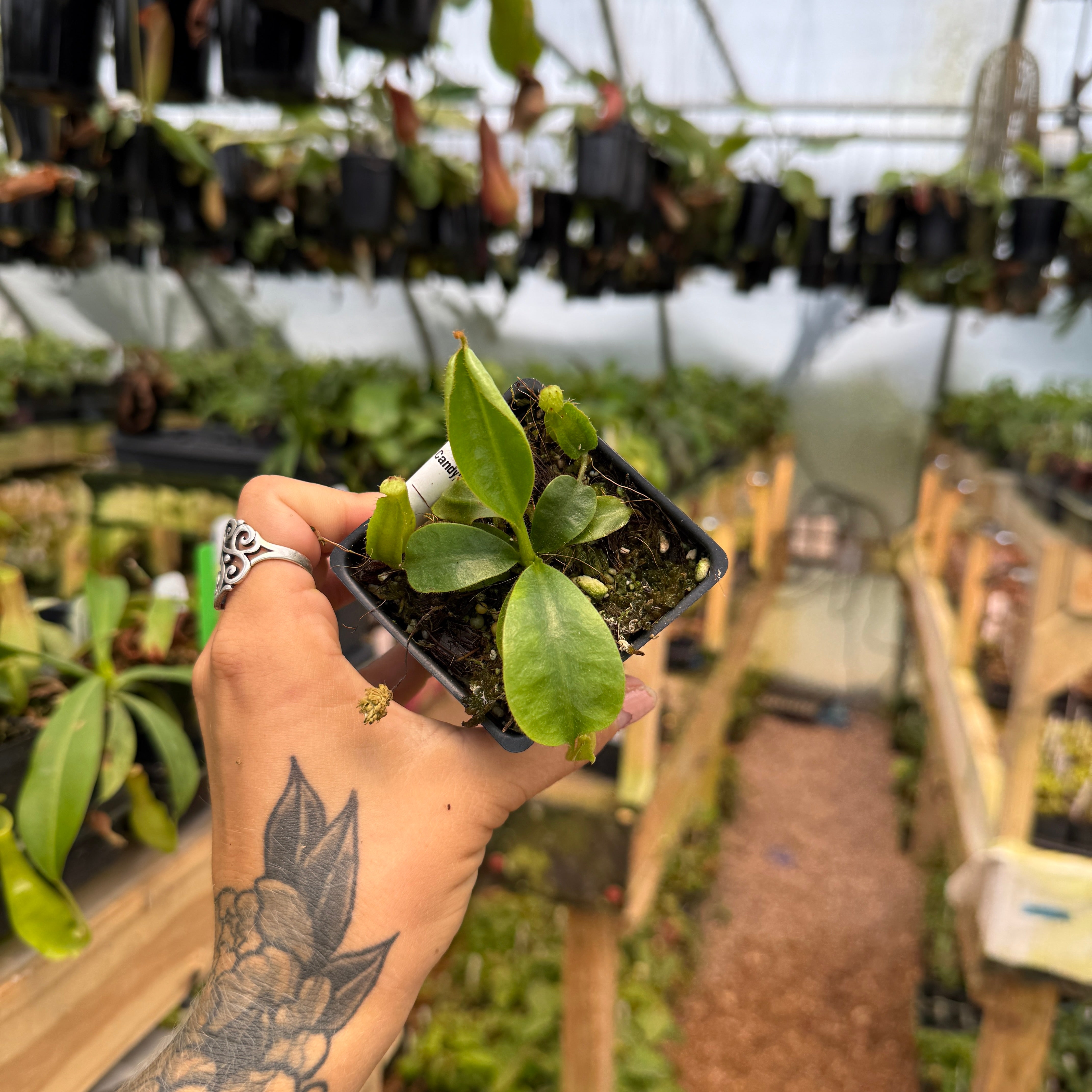 Nepenthes veitchii ('Murud' x 'Candy') x (lowii x truncata 'Giant