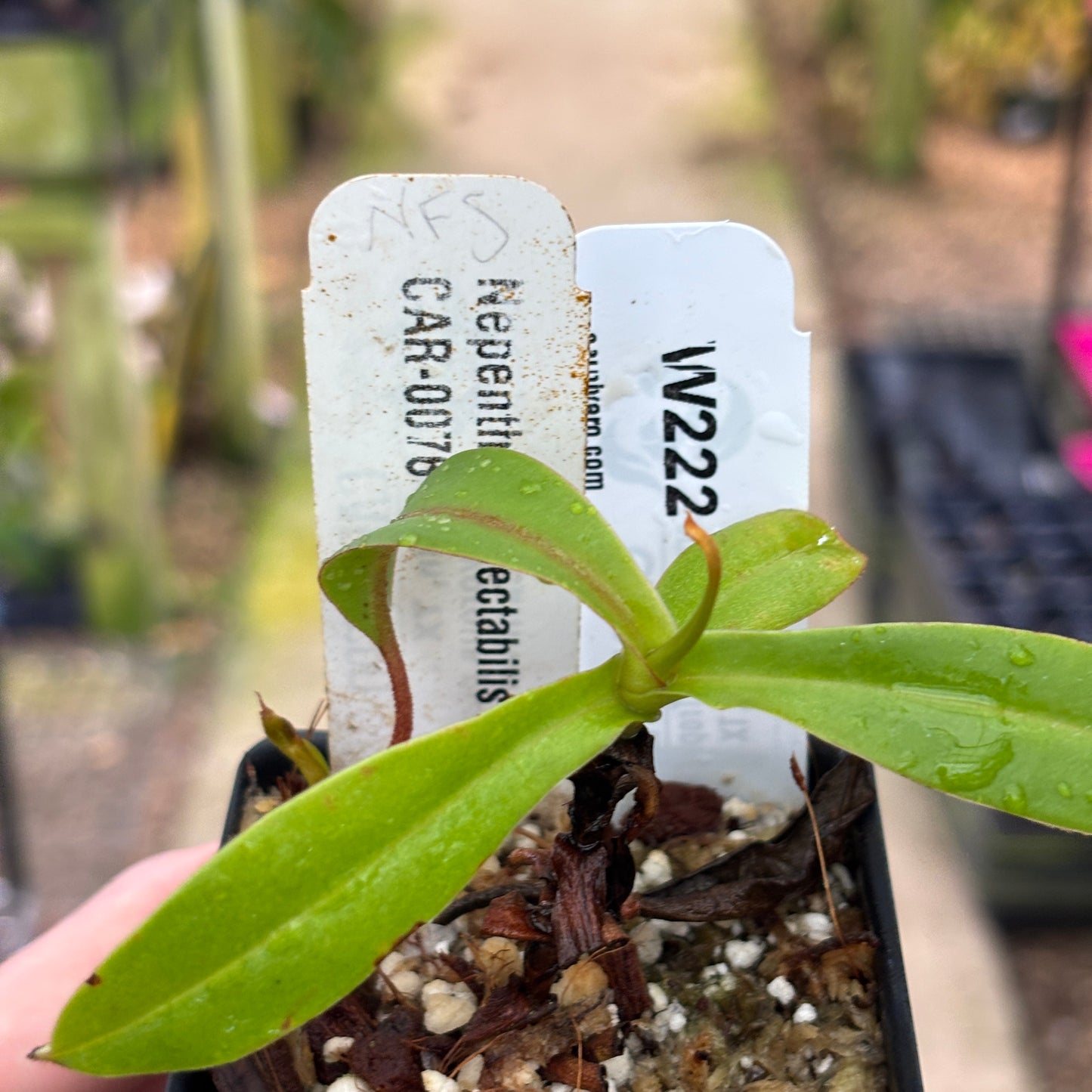 [W222] Nepenthes (spectabilis x lowii) x hamata, CAR-0076