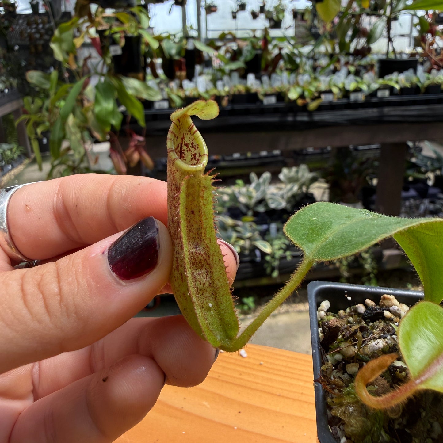 A hand with dark painted fingernails holds a small green pitcher plant (nurse plant) with reddish-brown speckles, set against a busy greenhouse background filled with other plants and pots.