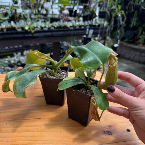 Two small potted pitcher plants on a wooden table in a greenhouse, with a hand holding the front plant to show its hanging pitcher.