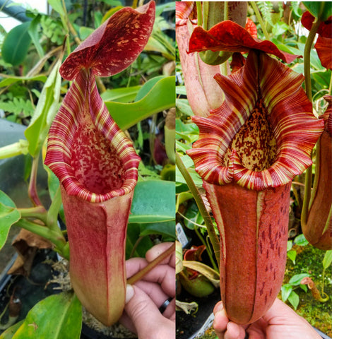 Two views of a Nepenthes lowii veitchii hybrid showing a red striped hood and tall hanging pitcher