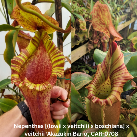 Nepenthes seed pod hybrid with striped lime and pink pitcher on the right and a speckled brownish pitcher on the left.