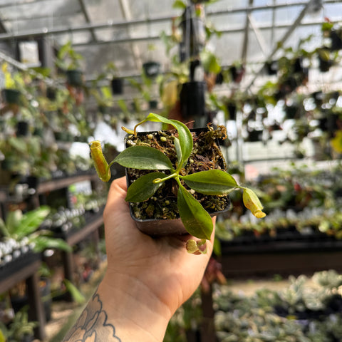 A hand holding a small potted green plant with yellow flower buds inside a greenhouse with other plants in the background.