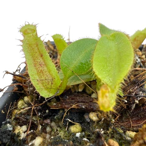 Close-up of a carnivorous plant with green leaves and traps.