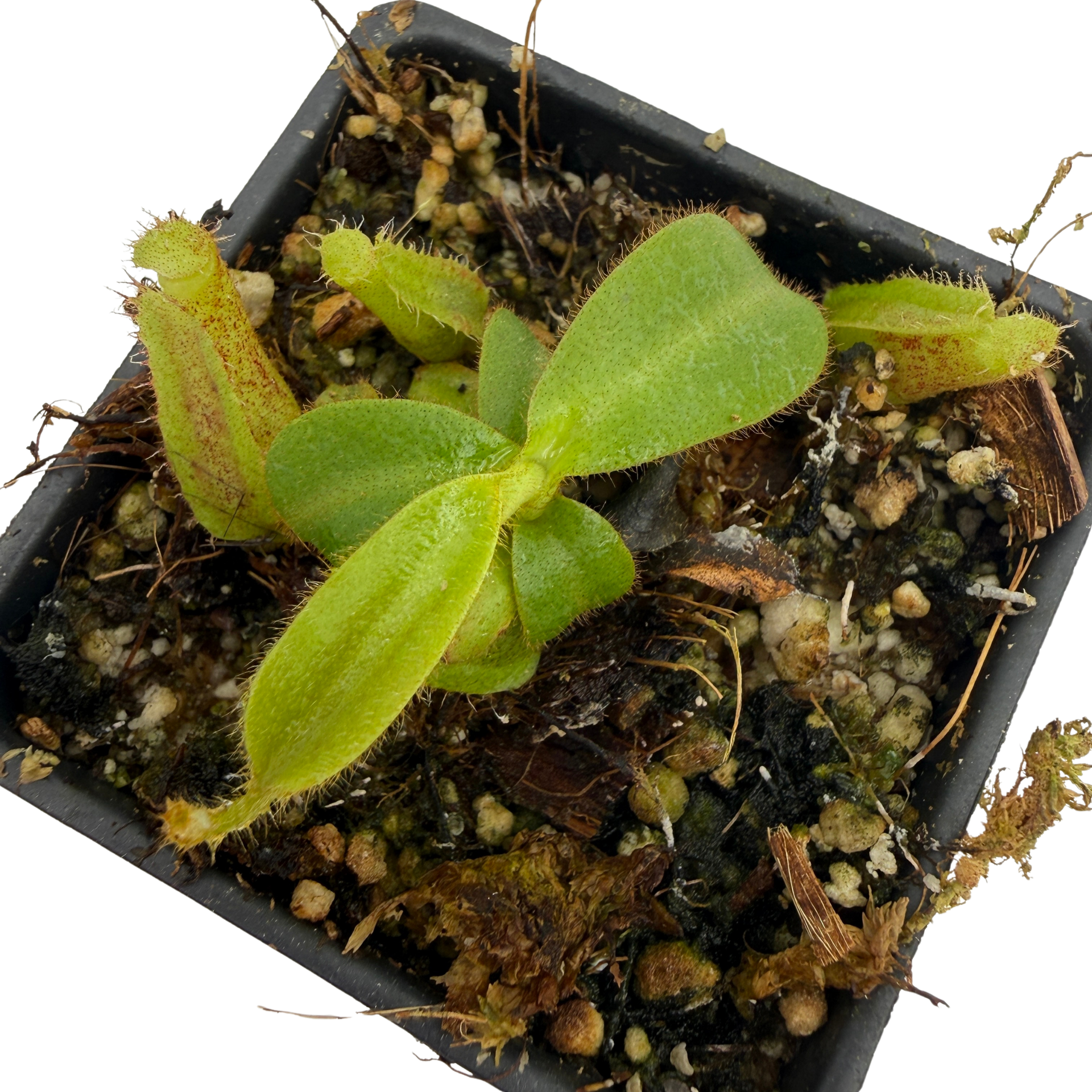 Nepenthes mollis x veitchii 'Candy Dreams', CAR-1313 – Carnivero