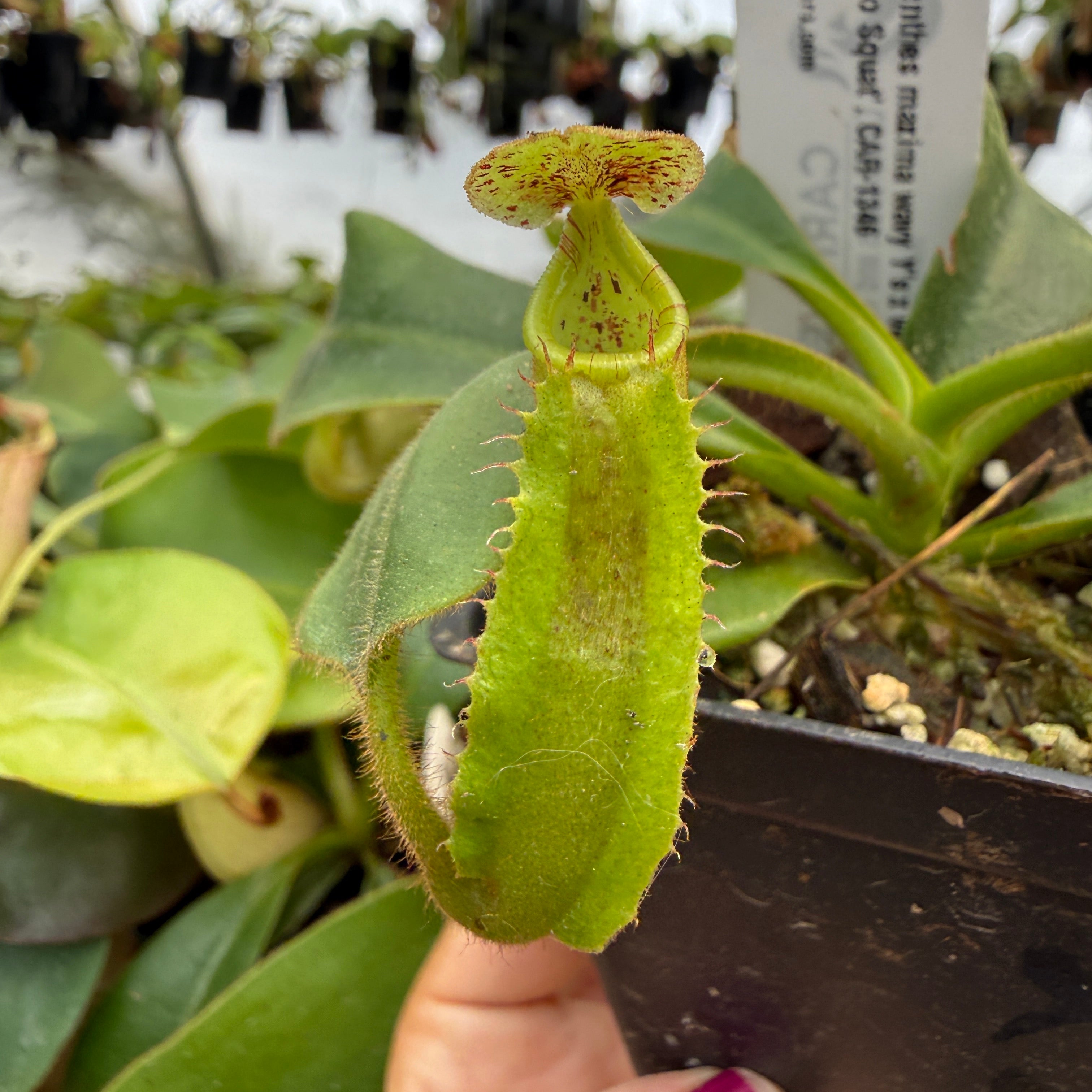 ギャレン ベータ、ヒラリ Nepenthes maxima wavy Y's x veitchii 'Bario Squat', CAR-1346
