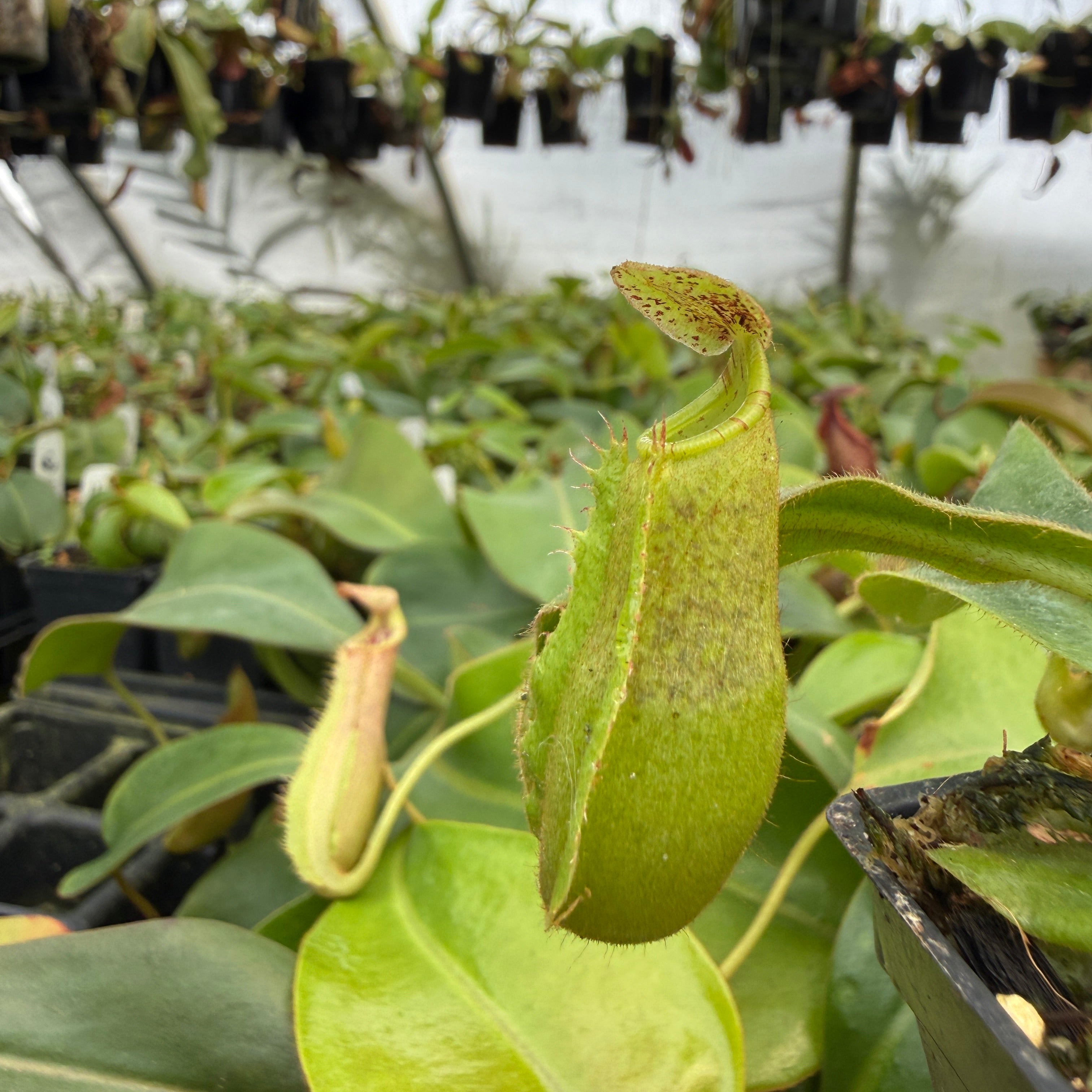 Nepenthes maxima wavy Y's x veitchii 'Bario Squat', CAR-1346