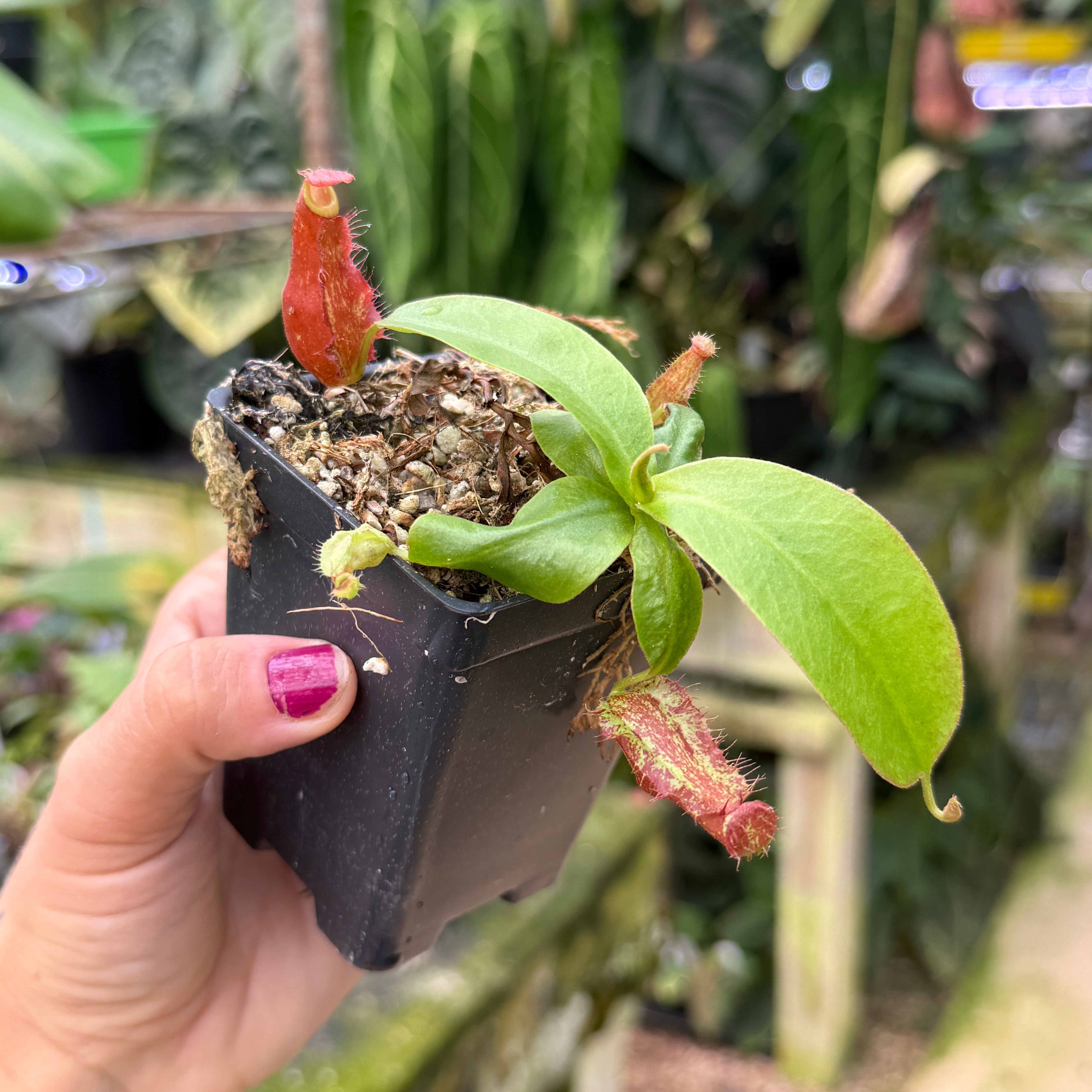 Carnivero | Carnivorous Plants for Everyone