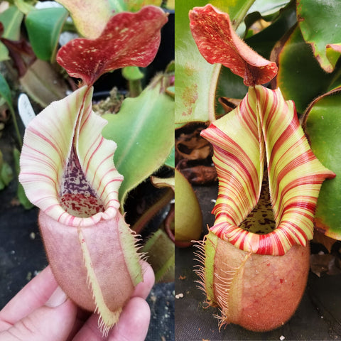 Two views of Nepenthes veitchii hybrid with pale yellow and red striped pitchers
