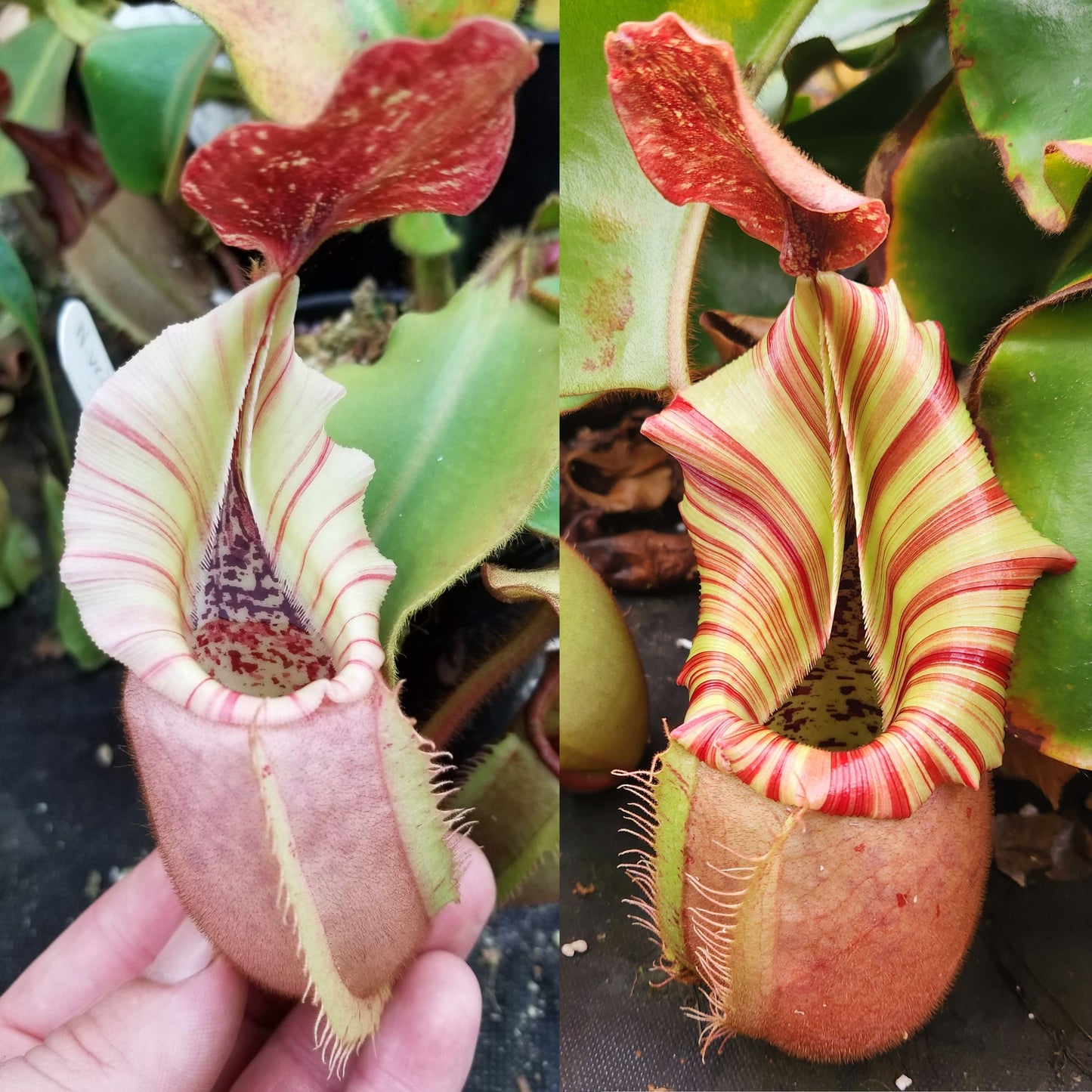 Nepenthes veitchii [(m) Bareo TU2 x 'Candy Dreams'], CAR-0886
