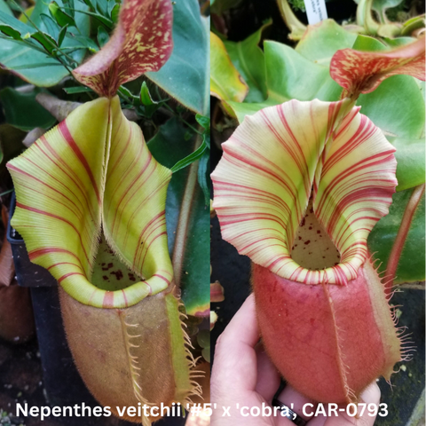Two Nepenthes veitchii cobra seed pod hybrid pitchers with pale green bodies and red striped peristomes.