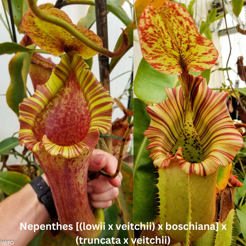 Nepenthes [(lowii x veitchii) x boschiana] x (truncata x veitchii) - SEED POD
