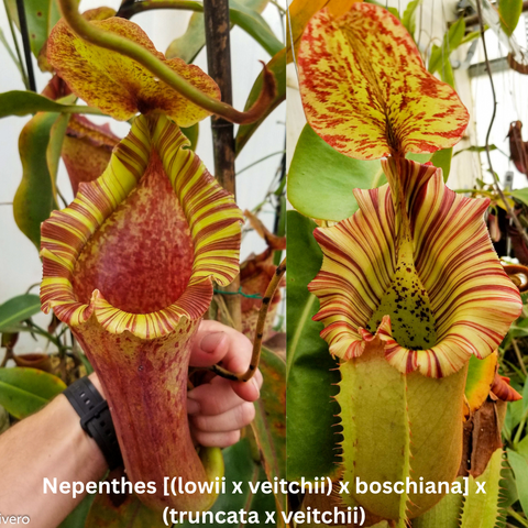 Nepenthes seed pod hybrid with striped yellow and red pitchers in curving and upright forms.