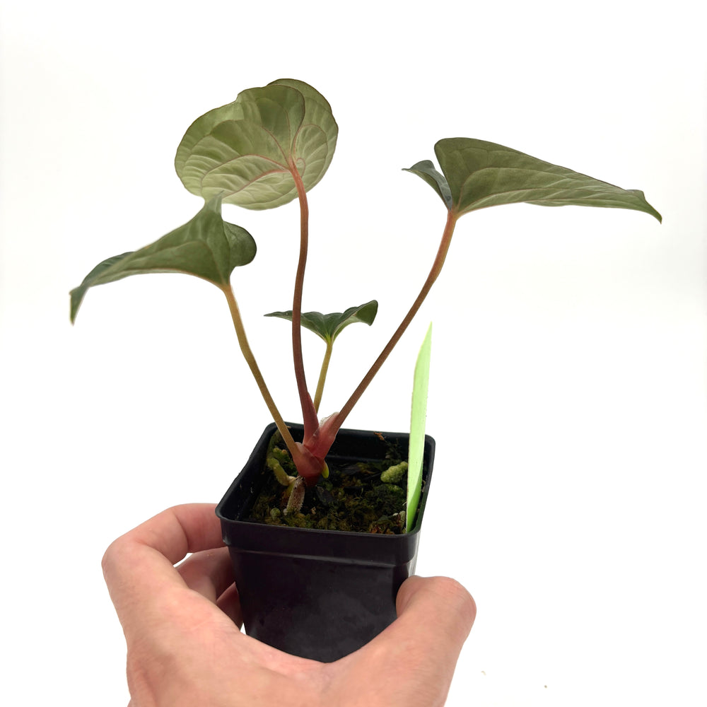 MDR093] Anthurium 'Amy Donovan' – Carnivero