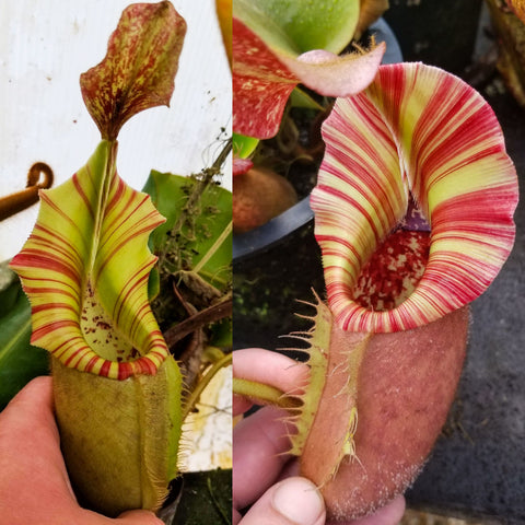 Nepenthes veitchii ((k) x "The Wave"), CAR-1024