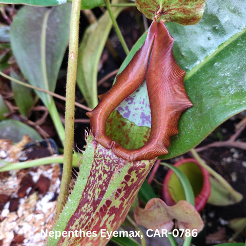 Nepenthes Eymae x seed pod pitcher with brownish red peristome against green foliage