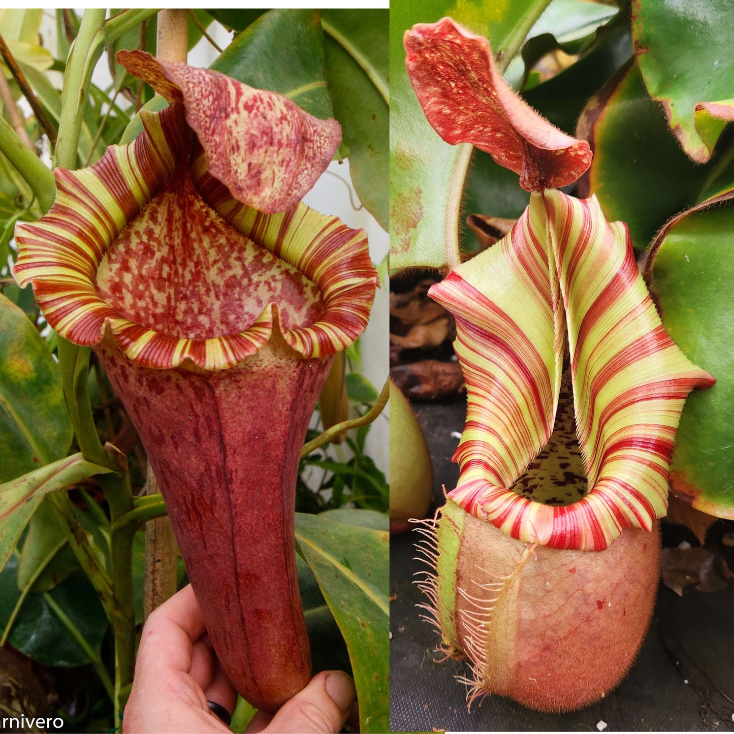 Nepenthes [(lowii x veitchii) x boschiana] "Red Ruffled" x veitchii 'Candy Dreams', CAR-1061