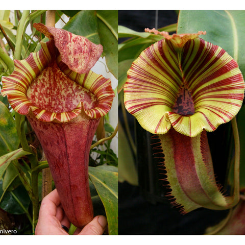 Nepenthes [(lowii x veitchii) x boschiana] 'Red Ruffled' x 'The Lizard', CAR-1082