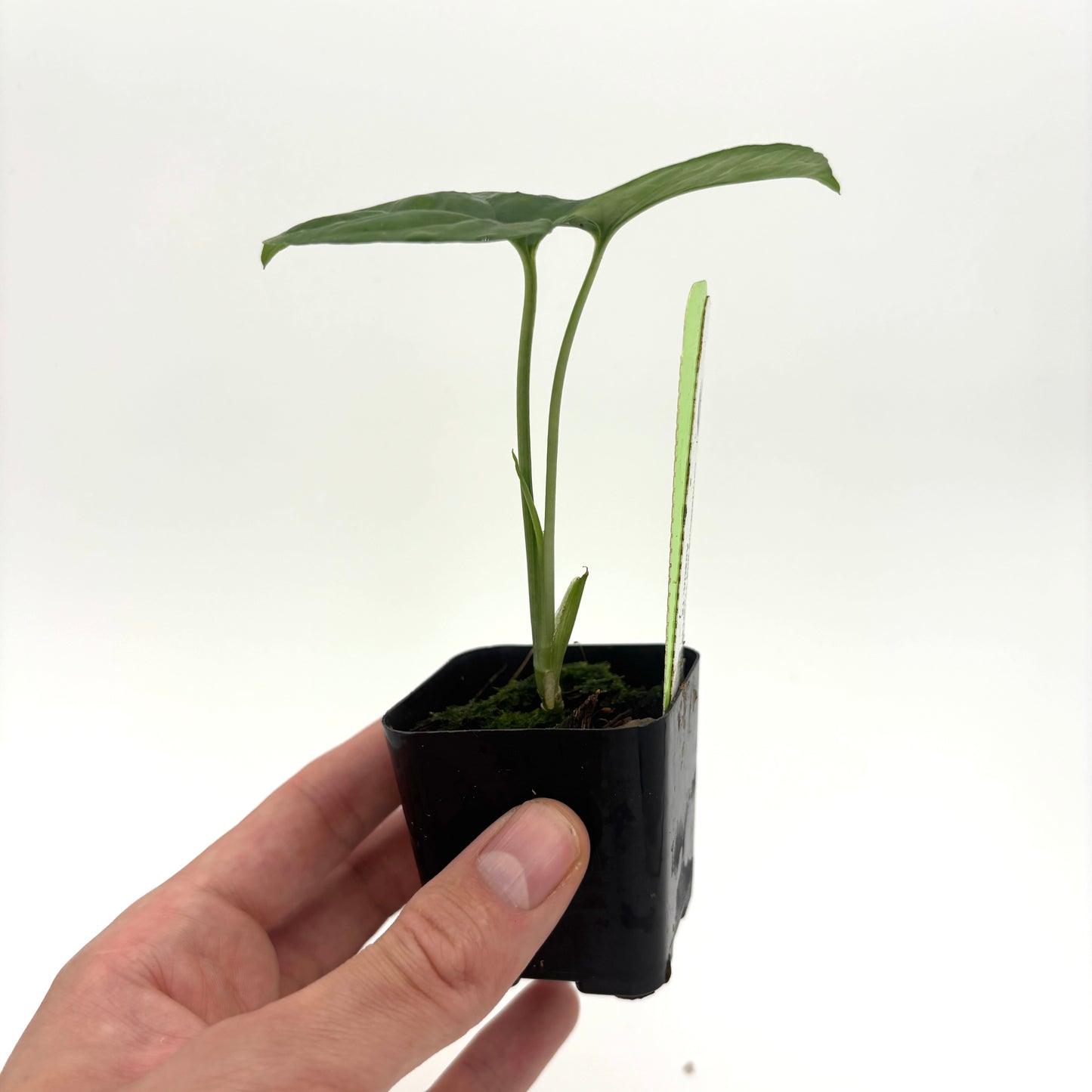 [MDR094] Monstera membranacea (Limon)