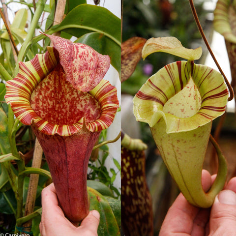 Nepenthes [(lowii x veitchii) x boschiana]-Red Ruffled x platychila white, CAR-1098