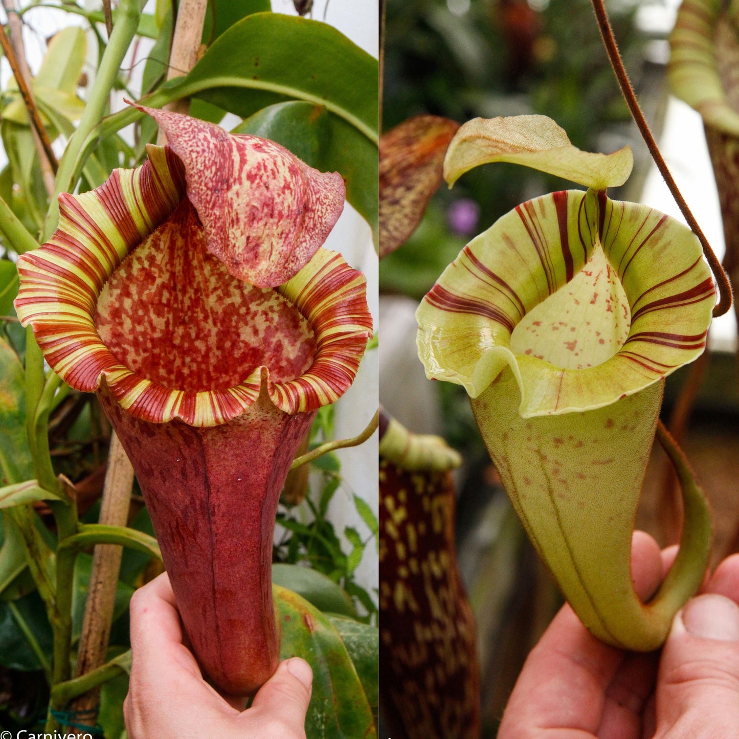 Nepenthes [(lowii x veitchii) x boschiana]-Red Ruffled x platychila white, CAR-1098