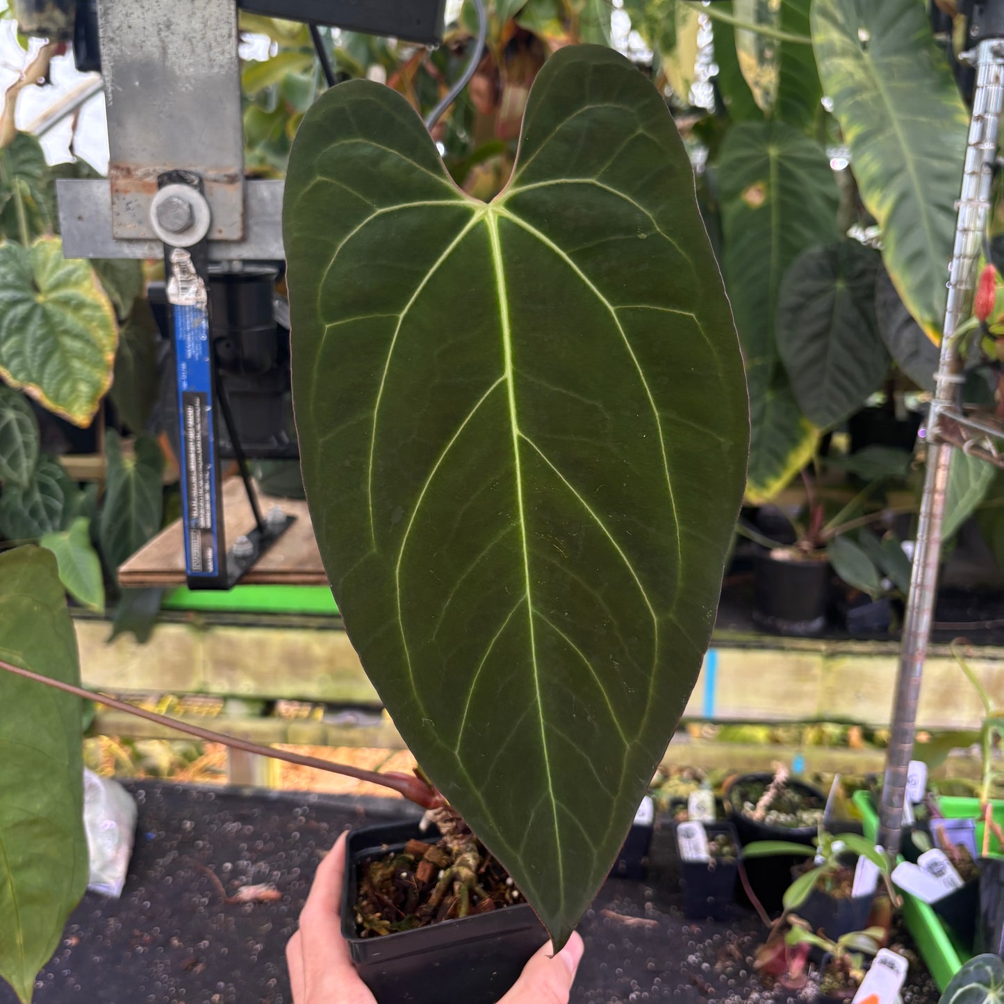 [W109] Anthurium (papillilaminum x Doc Block) x (carlablackiae x AOS)