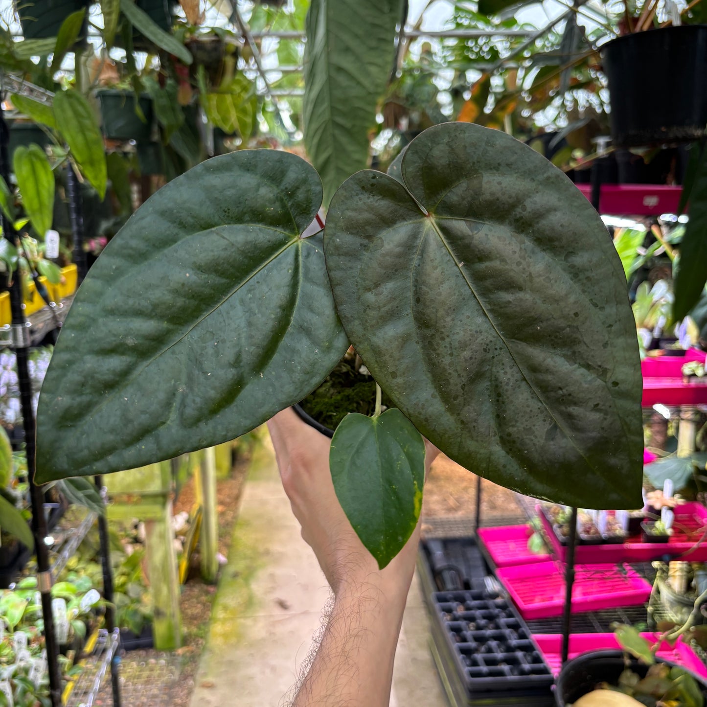 [A1058] Anthurium 'Gigi' x carlablackiae (XL)