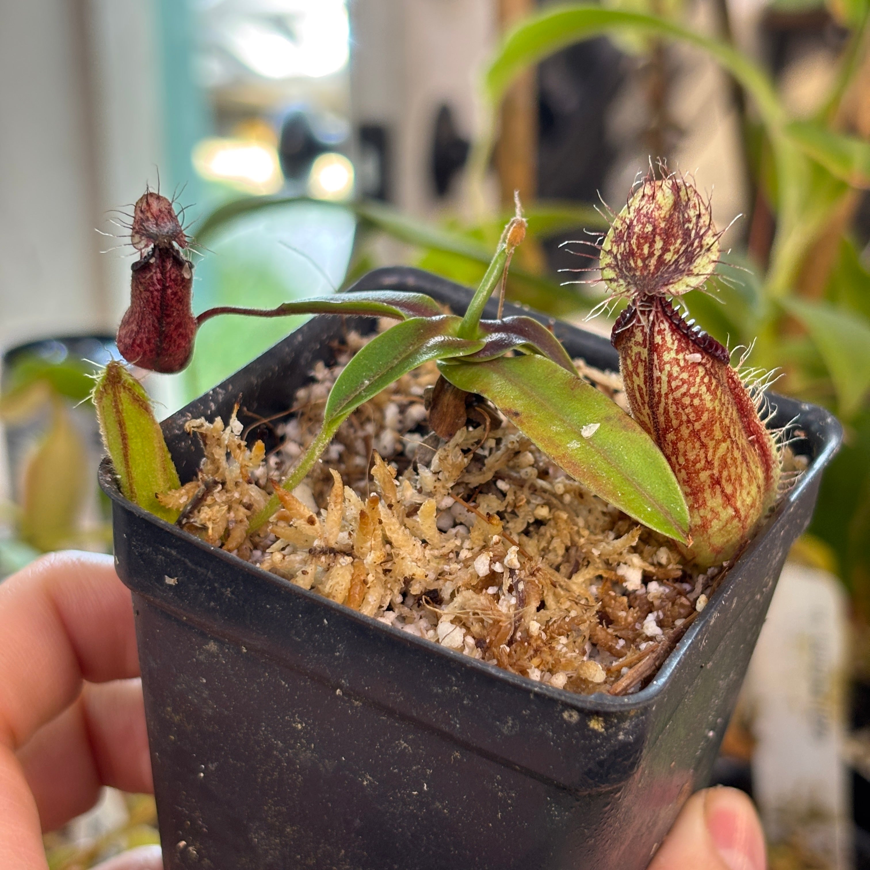 W252] Nepenthes hamata (Gunung Lamut, Sulawesi) Clone: 01 (S