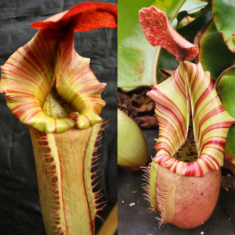 Two views of a Nepenthes candy dreams cultivar showing striped yellow green pitchers with red rims.