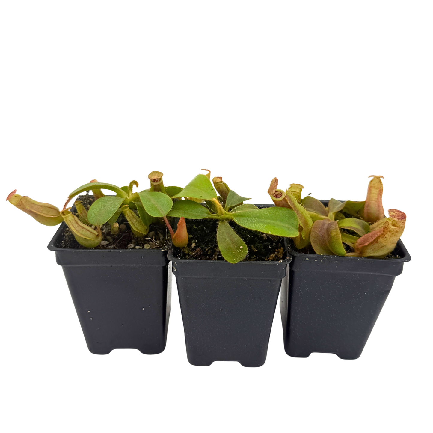 Nepenthes veitchii Collection