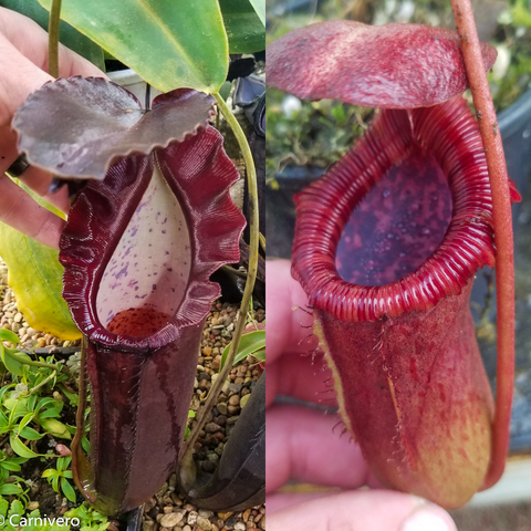 Nepenthes naga hybrid pitcher plant with dark burgundy tubular pitchers and pale speckled interiors