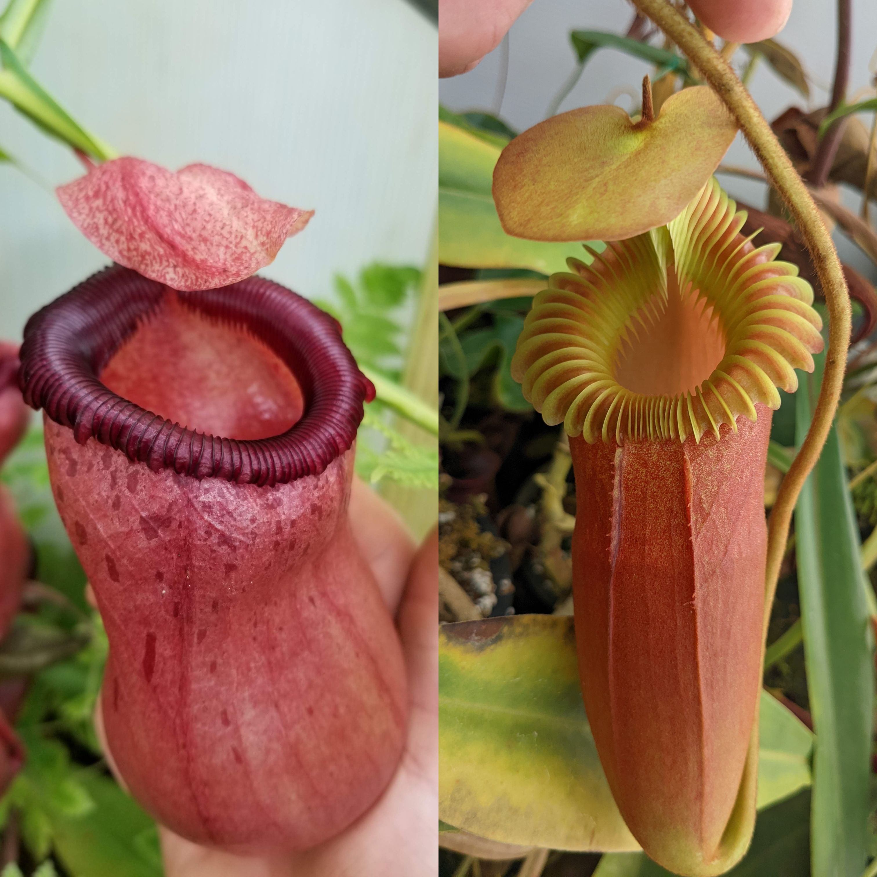 Nepenthes (ventricosa x sibuyanensis) x Harryana, CAR-0943 – Carnivero