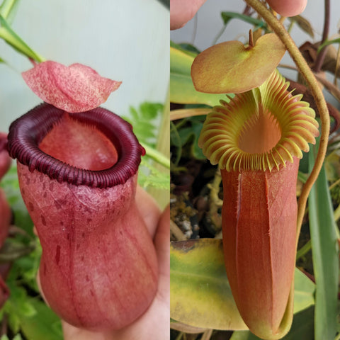 Nepenthes (ventricosa x sibuyanensis) x Harryana, CAR-0943