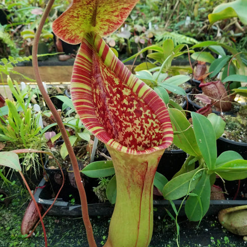 Giant Nepenthes lowii x truncata rooted cutting with a tall striped pitcher and ruler for scale