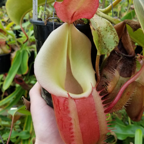 Nepenthes clone W pitcher plant with a large pale cream pitcher and red upper portion, held in a hand.