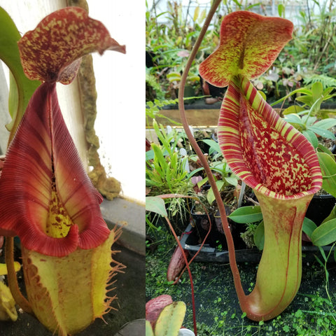 Nepenthes CAR-0448 hybrid with a tall red striped pitcher and speckled throat