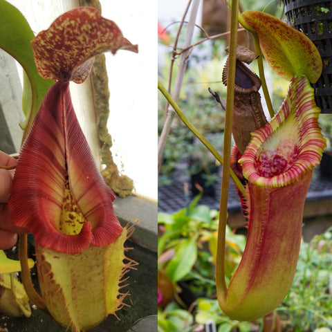Nepenthes seed pod pitcher with red edged peristome and pale yellow interior shown in a side by side collage
