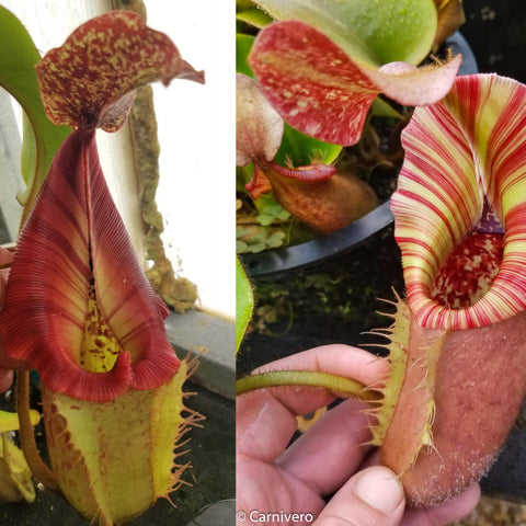 The Wave Nepenthes Rokko x boschiana x veitchii veitchii close up of a red striped pitcher showing pale interior