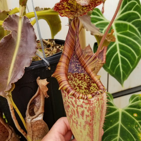 Nepenthes maxima (Mt. Sesean), CAR-0761