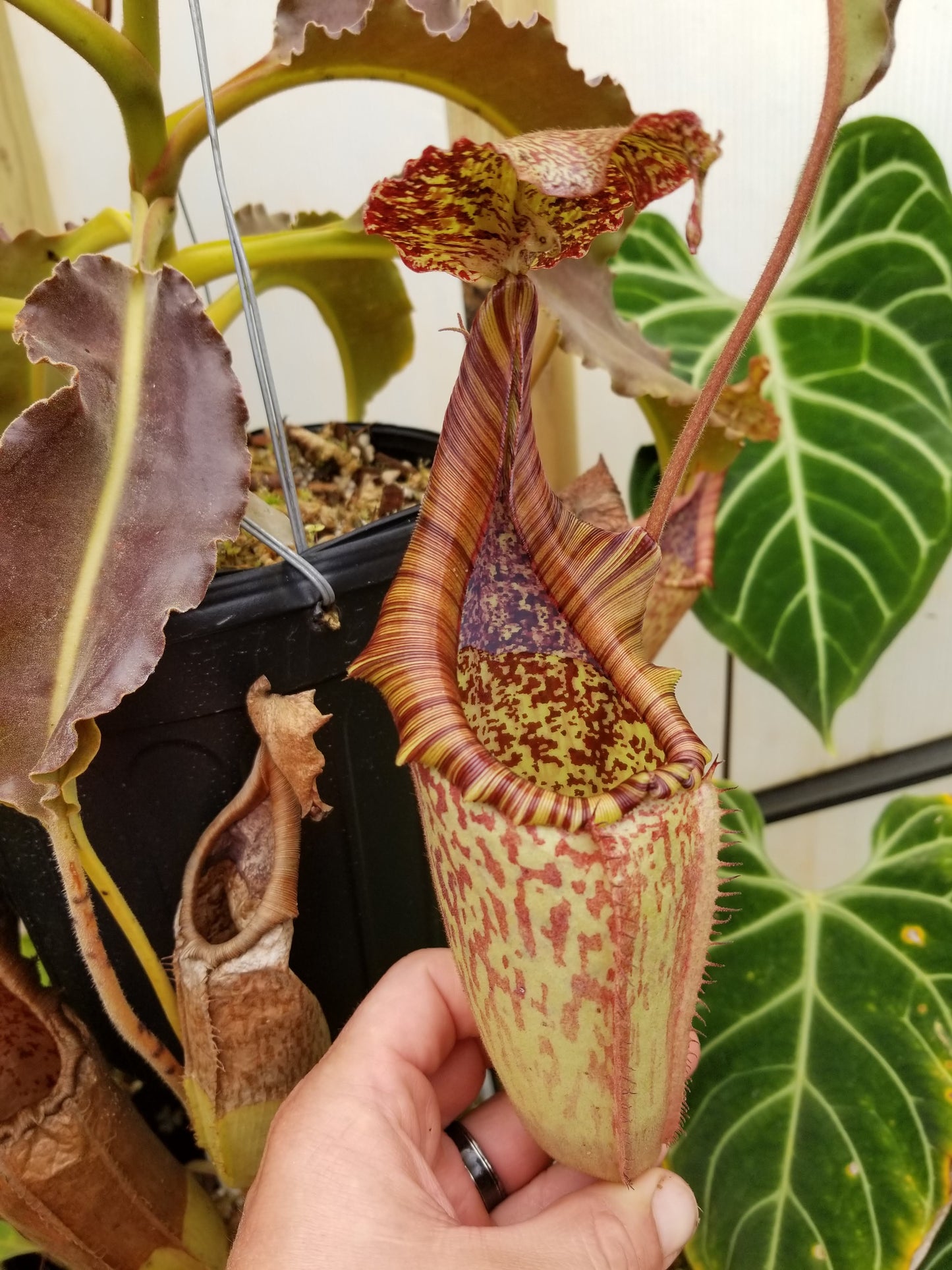 Nepenthes maxima (Mt. Sesean), CAR-0761