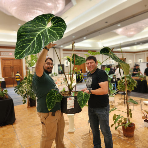 Anthurium regale