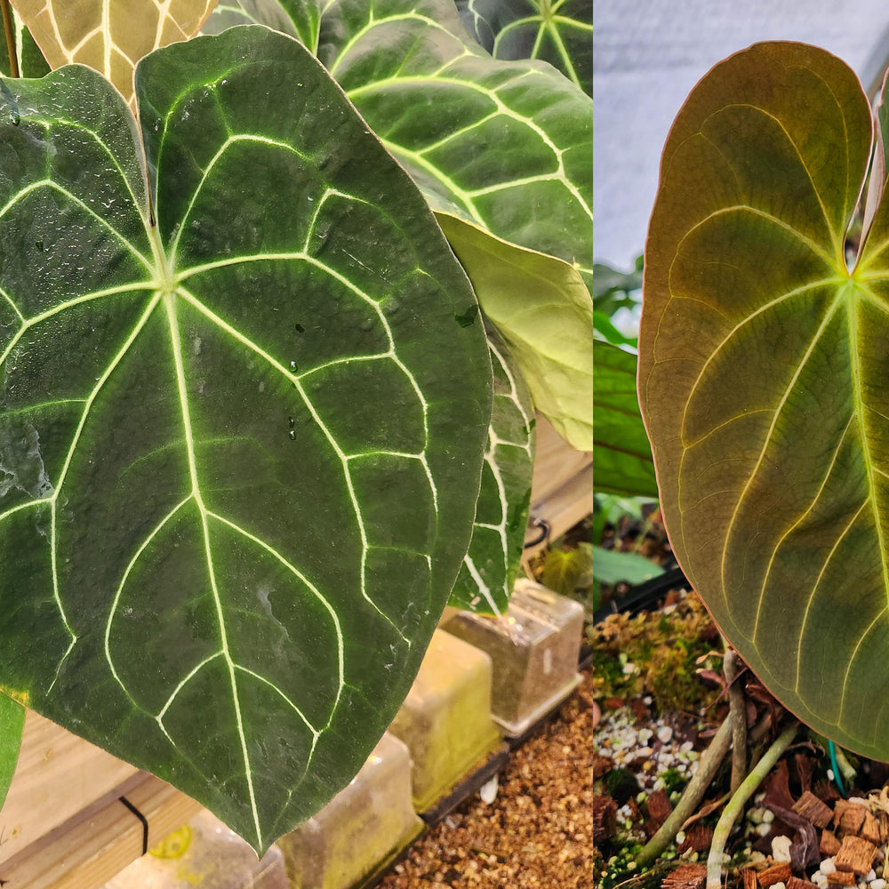 Anthurium (crystallinum x forgetii) x Indo Hoffmannii, CAR-0358