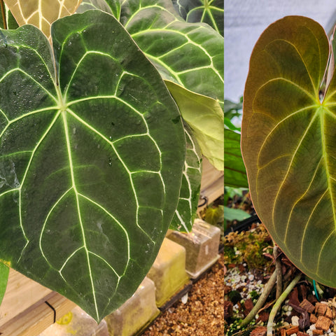 Collage of Anthurium crystallinum x forgetii x Indo Hoffmannii leaves showing a dark green leaf with bright lime veins and a coppery brown leaf with pale veins