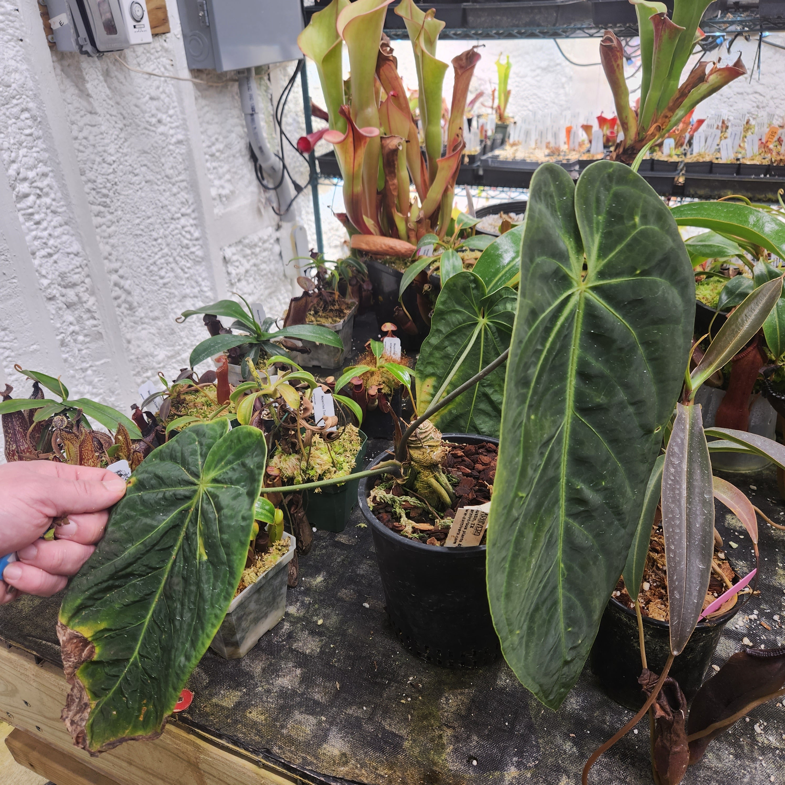 アンスリウム　メタリカム　anthurium llicum アンスリウム メタリカム | GREEN LUCK